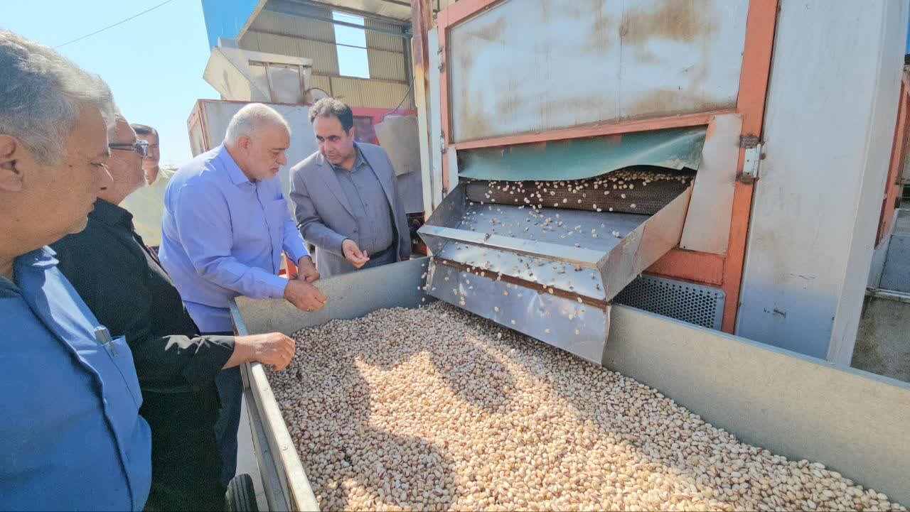 کاهش ۴۰ درصدی تولید پسته در زرند؛ سرمازدگی و قطعی برق، کام پسته‌کاران را تلخ کرد