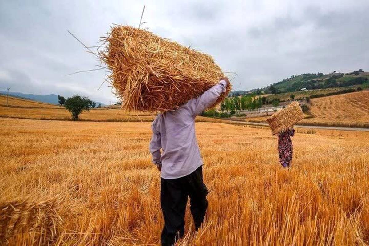 جشنوارۀ گندم در نگار بردسیر برگزار می‌شود