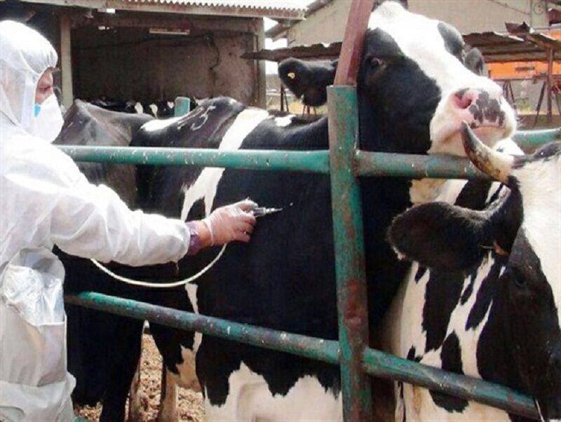 اجرای طرح سراسری مایه‌کوبی علیه بیماری تب برفکی در سیرجان | اخبار سیرجان