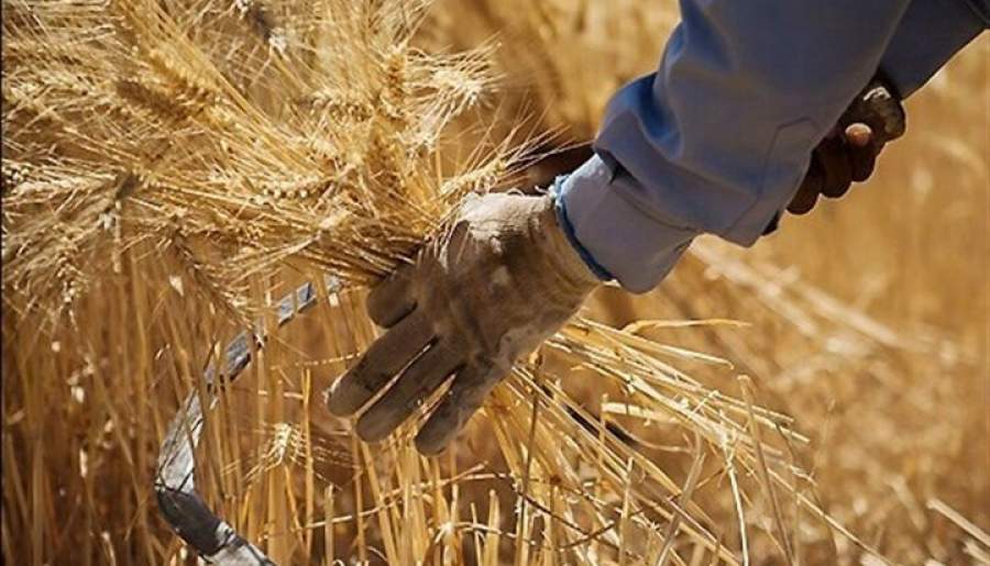 برگزاری نخستین جشنواره گندم در بردسیر | اخبار استان کرمان