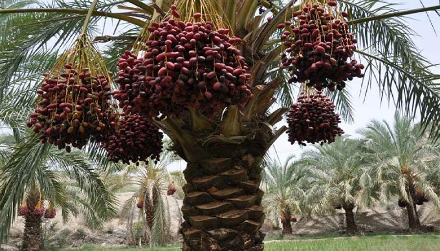 دستگیری ۱۶ سارق با ۴۳ فقره سرقت خرما | اخبار استان کرمان