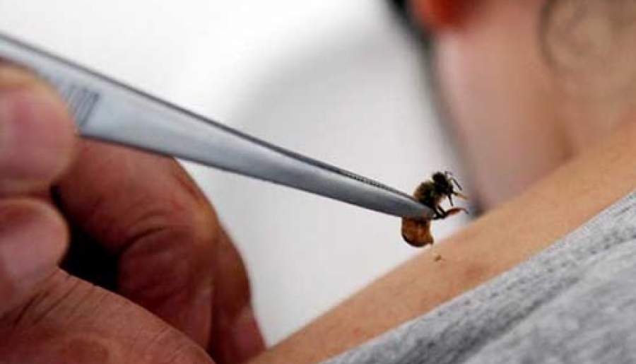 گزش زنبور، بالگرد اورژانس را به پرواز درآورد | اخبار استان کرمان