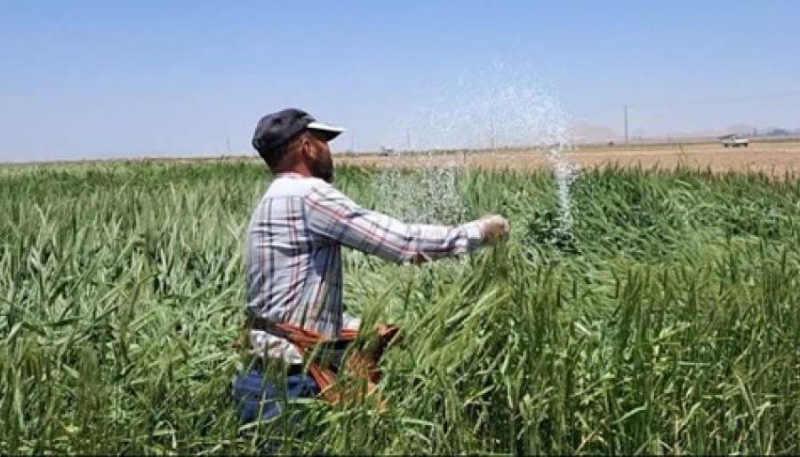 توزیع ۱۹۵۰ تن کود کشاورزی کشت گندم
