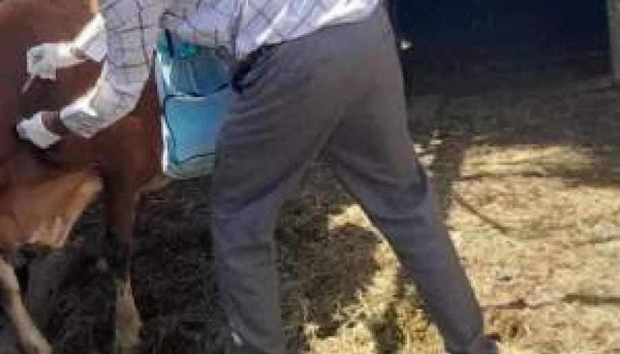 اجرای واکسیناسیون تب برفکی در گنبکی | اخبار استان کرمان