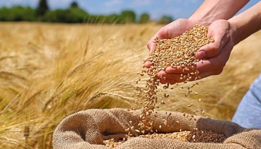 استقبال کشاورزان کرمانی از دو بذر برزگر و پریان | اخبار استان کرمان