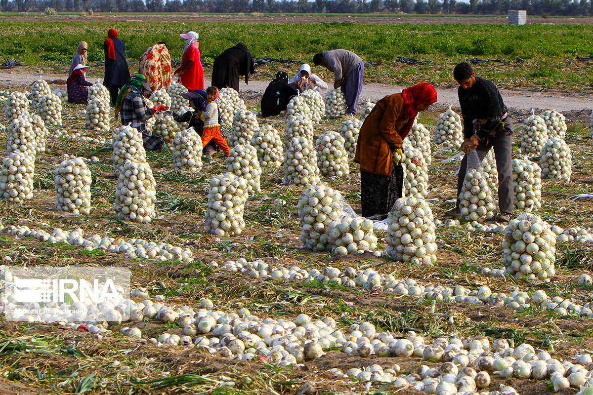 ۷۳ درصد مطالبات پیازکاران پرداخت شد؛ تسویه کامل تا پایان آبان