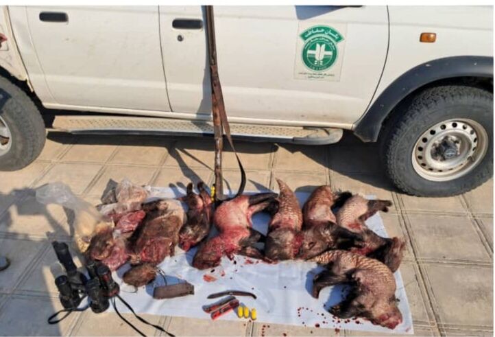 دستگیری ۱۰ شکارچی غیرمجاز در قلعه‌گنج؛ ۸ «تشی» قربانی تبلیغات دروغین شدند