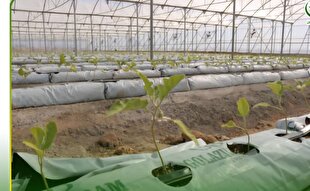 آغاز عملیات کاشت ۳۰۲۰ هکتار محصولات گلخانه‌ای در جنوب کرمان  | خبر کرمان