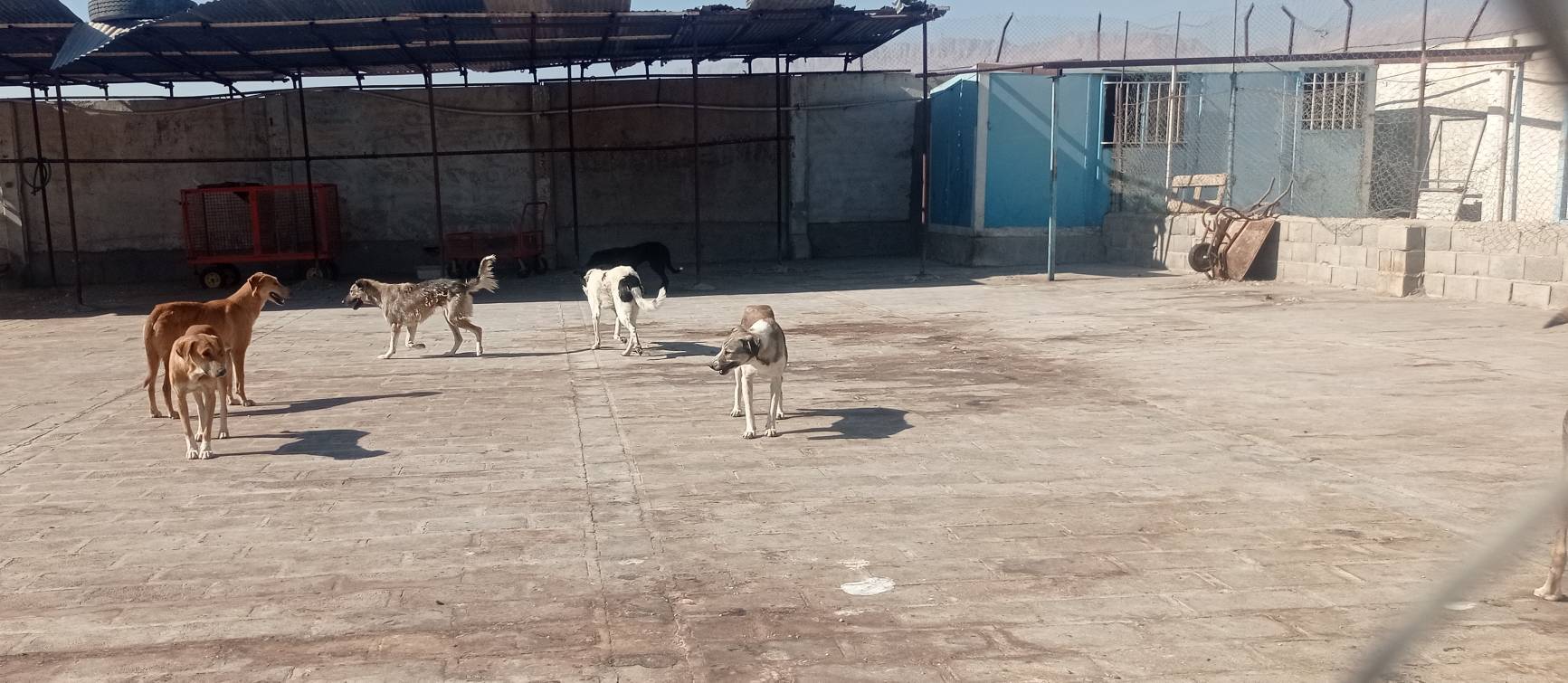 شهر کرمان در امان از سگ‌های ولگرد؛ جمعیت سگ‌ها کاهشی شد | خبر کرمان