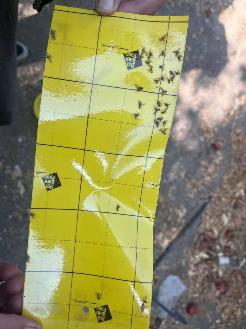 مگس میوه مدیترانه‌ای هنوز در کمین باغات است | خبر کرمان