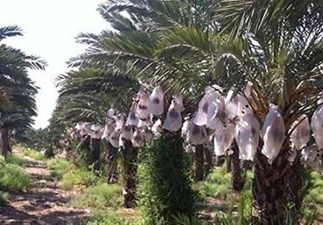 تولید سالانه ۱۰ هزار پاجوش رقم «مجول» در جنوب کرمان | خبر کرمان