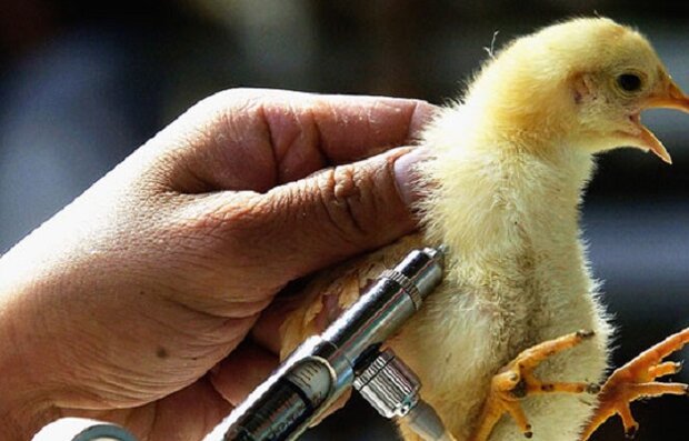 فاز واکسیناسیون رایگان طیور بومی علیه نیوکاسل با موفقیت پایان یافت | اخبار سیرجان