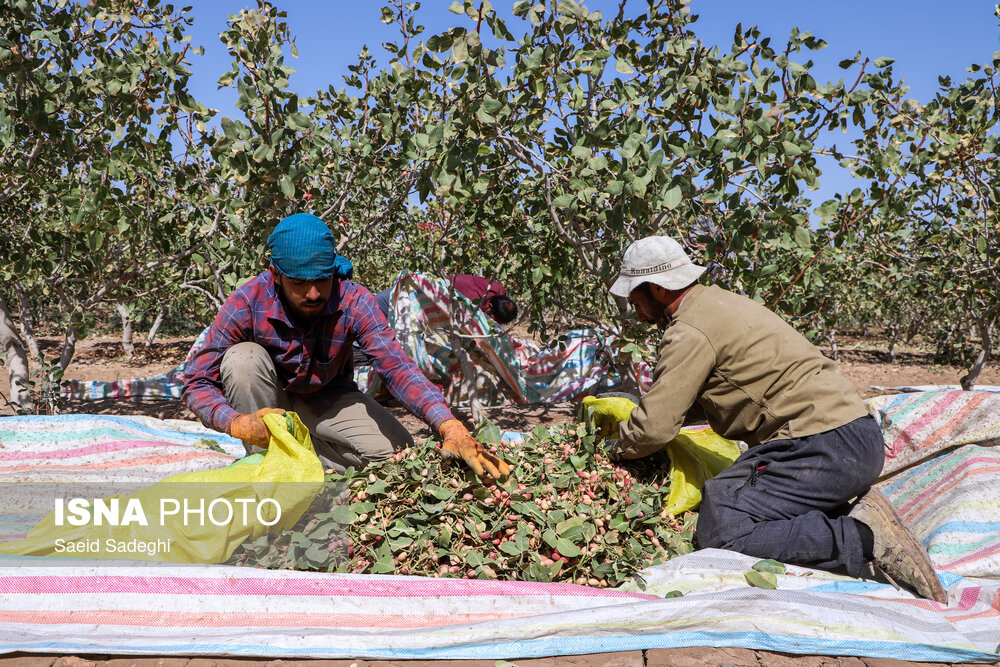 اشتغال ۵۲‌ درصد جمعیت رفسنجان در بخش کشاورزی | اخبار کرمان و شهرستان ها