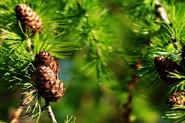 استفاده از برگ کاج به عنوان ردیاب زیستی | اخبار کرمان و شهرستان ها