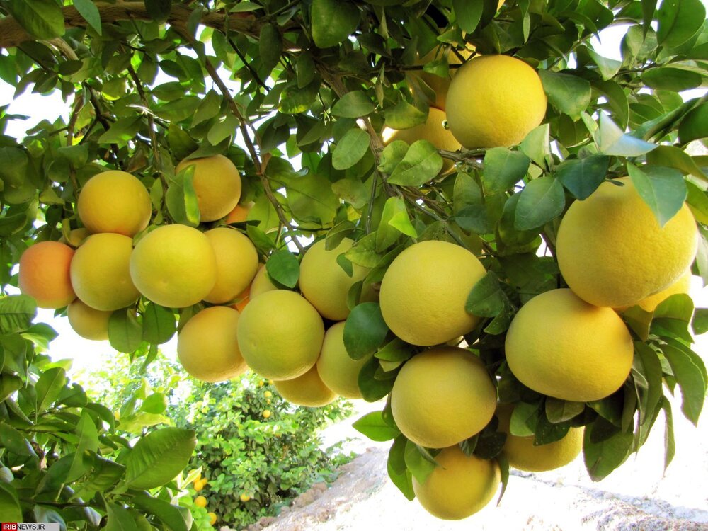 ضرورت پرهیز از برداشت زودهنگام مرکبات جنوب کرمان/ پیش‌بینی برداشت ۳۹۰ هزار تن محصول | اخبار کرمان و شهرستان ها