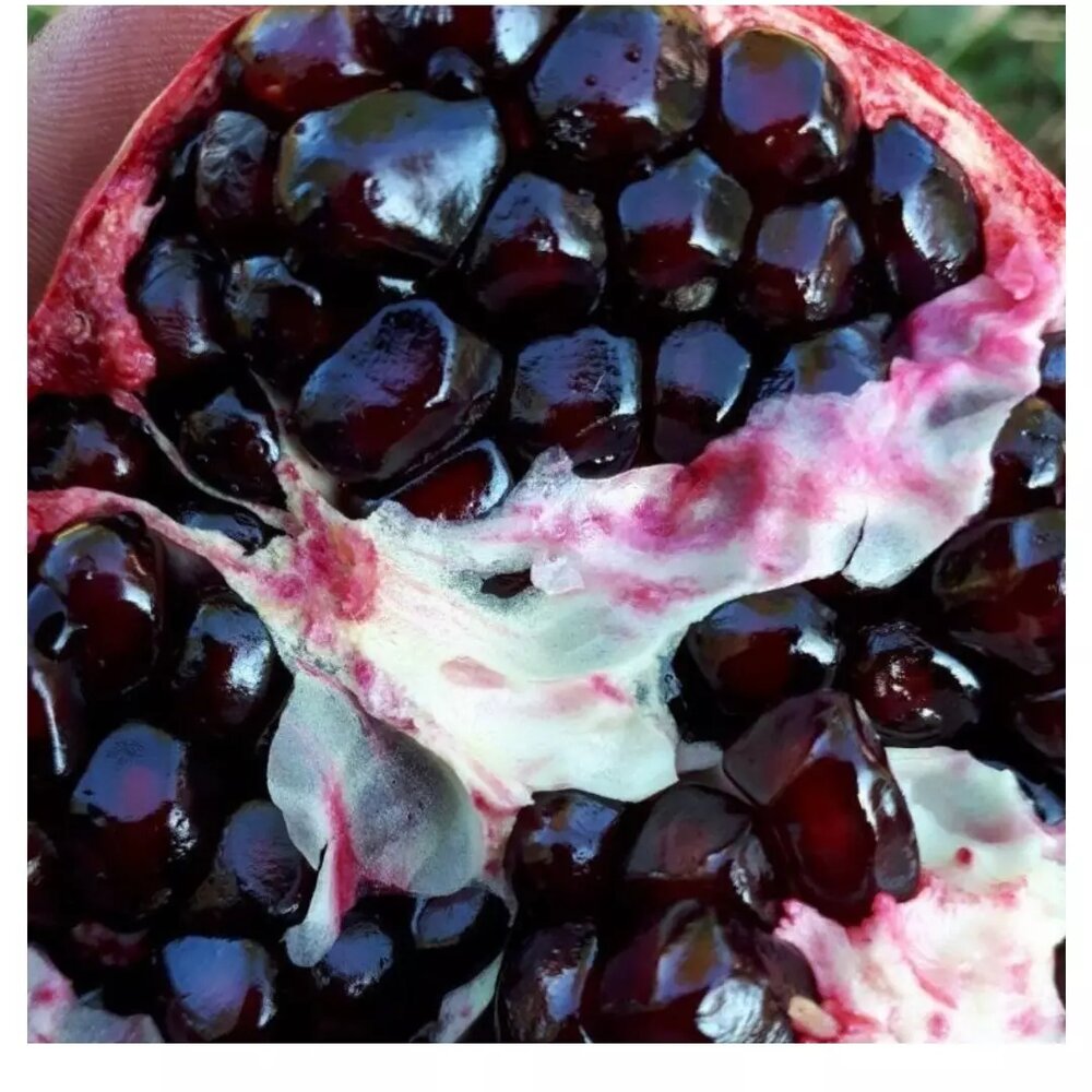 جشنواره «اناردانه سیاه جوشان» گلباف کرمان پیوند گردشگری کشاورزی و فرهنگ | اخبار کرمان و شهرستان ها