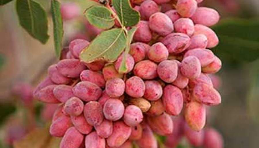 برداشت پسته از باغات شهربابک | اخبار استان کرمان