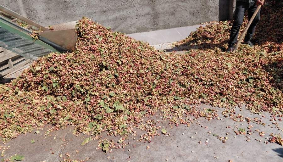 پائیز اوج فعالیت ترمینال‌های ضبط پسته در شهربابک | اخبار استان کرمان