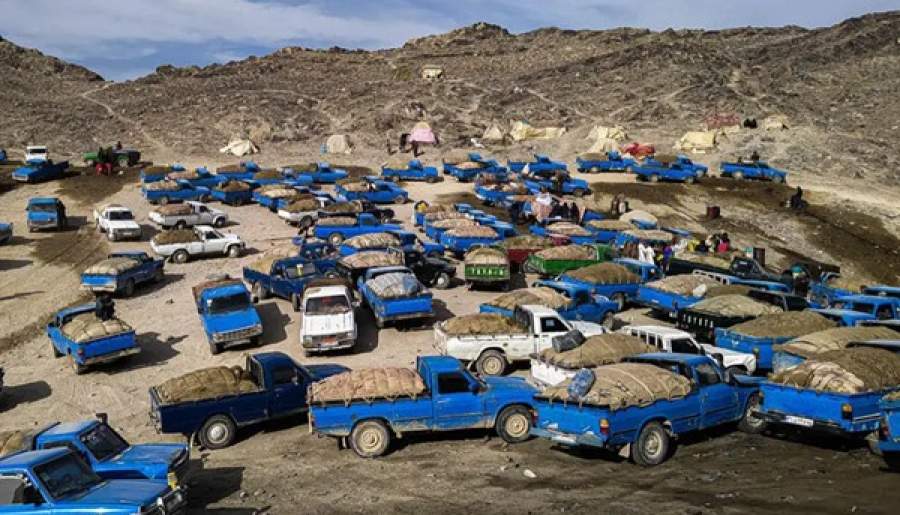 درآمدی وسوسه‌کننده به قیمت تاراج عمر و جوانی | اخبار استان کرمان