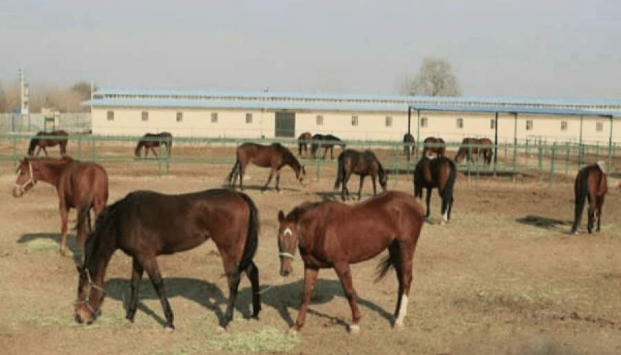 چالش‌های اسب‌داری در قطب شو سواره ایران | اخبار استان کرمان