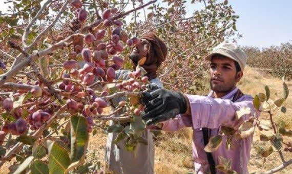 توزیع بیش از ۱۰۳۰ تن انواع کودهای یارانه‌ای بین کشاورزان شهربابکی