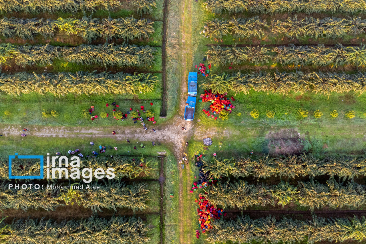 نسخه استاندار برای کشاورزی کرمان: گذر از خام‌فروشی به کشاورزی هوشمند و صادرات‌محور