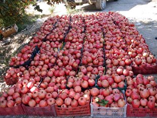 تولید بیش از ۳ هزارو ۵۰۰ تن انار از باغ‌های جنوب کرمان | خبر کرمان