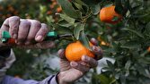 برداشت نارنگی از سطح ۷۳۰ هکتار باغ‌های جنوب کرمان | خبر کرمان