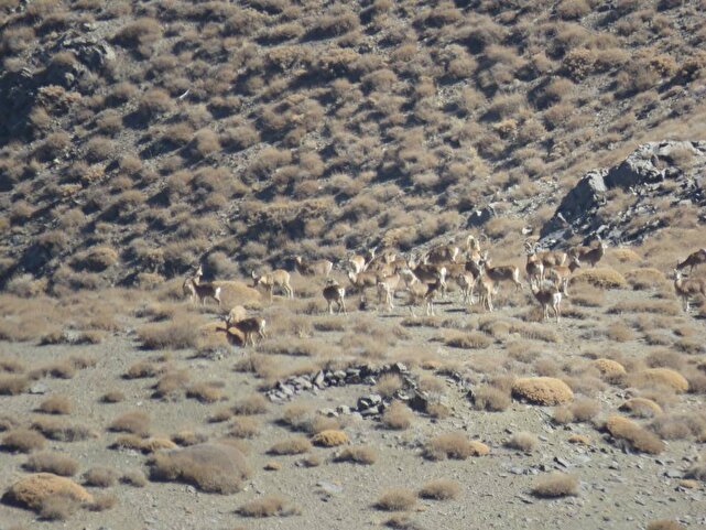 آغاز سرشماری پاییزه حیات‌وحش در منطقه حفاظت‌شده کوهبنان  | خبر کرمان