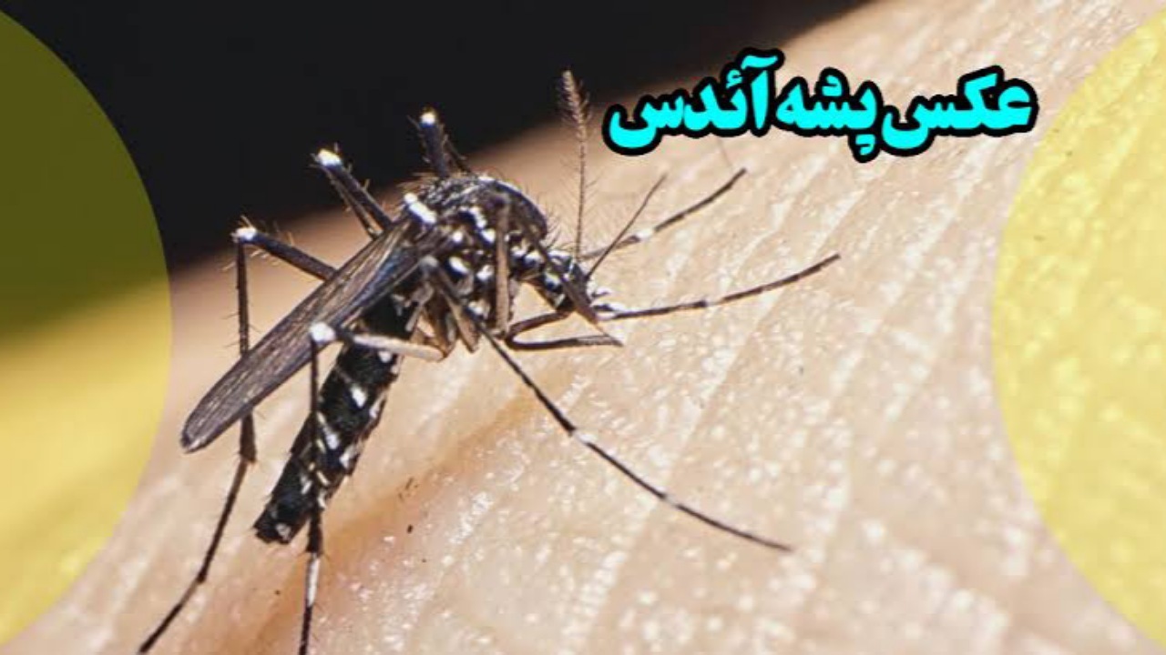 کرمان در آستانه تهدید زیستی؛ پشه آئدس در جیرفت مشاهده شد | خبر کرمان