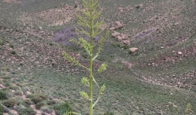 راهبرد حفاظتی جدید در زرند؛ هم‌افزایی یگان ویژه منابع طبیعی و محیط زیست برای پایش مستمر | خبر کرمان