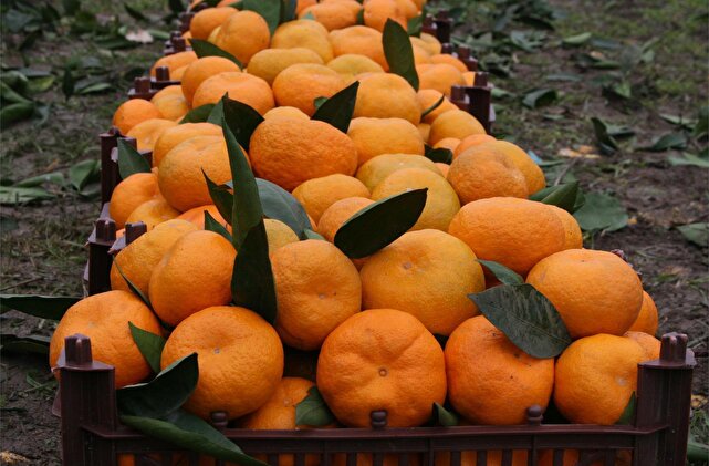 آغاز برداشت نارنگی از باغ‌های جنوب کرمان | خبر کرمان