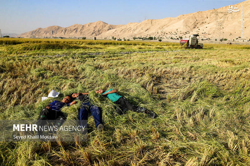 عکس/ برداشت برنج در سرله میداوود