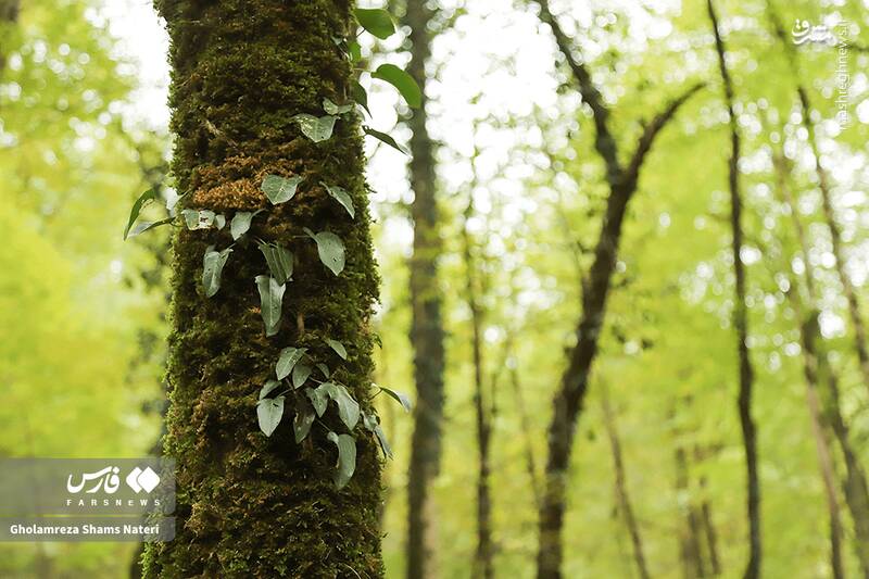 عکس/ پاییز جنگل‌های هیرکانی