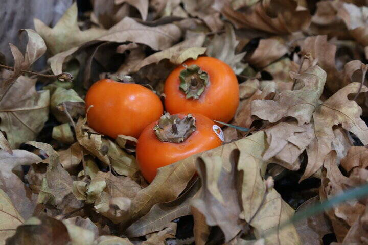 میوه‌ای خوش‌رنگ اما دو چهره‌ای!