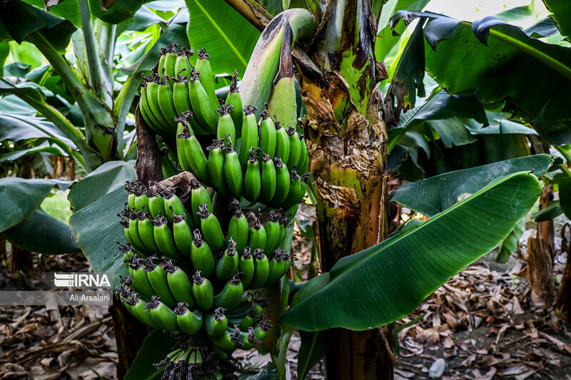 گمرک توقف واردات موز را تکذیب کرد