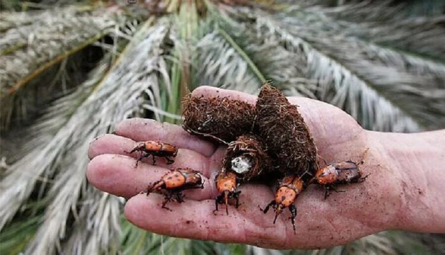 مرگ خاموش در نخلستان‌های بم؛ سوسک سرخرطومی زنگ خطر را برای اقتصاد منطقه به صدا درآورد | خبر کرمان
