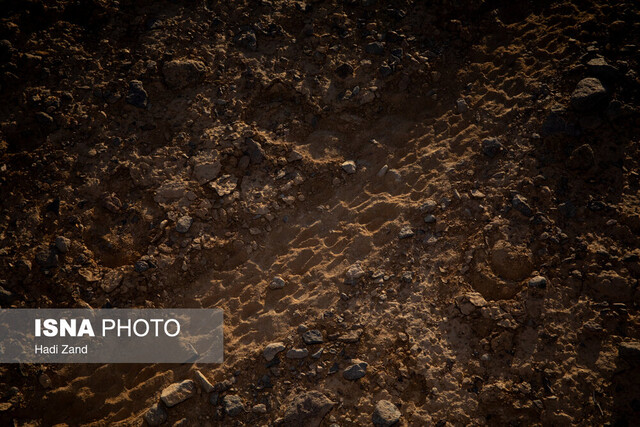 از گور برخاسته؛ نجات گورخر ایرانی در کویر سوزان