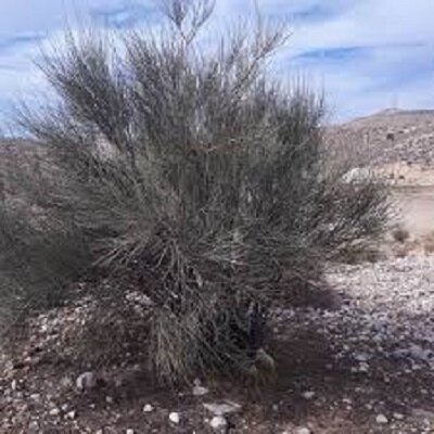 بادام کوهی، طلایه‌دار احیاء منابع طبیعی و رونق اقتصادی در سیرجان | اخبار کرمان و شهرستان ها