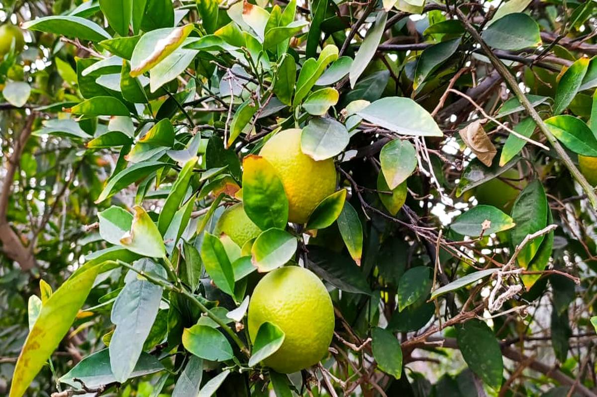 پرتقال‌های محلی میرآباد کناردشت آماده رسیدن