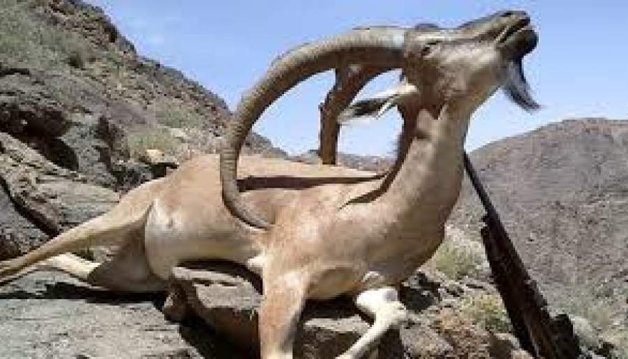 کشف لاشه یک رأس کل وحشی در پارک خبر