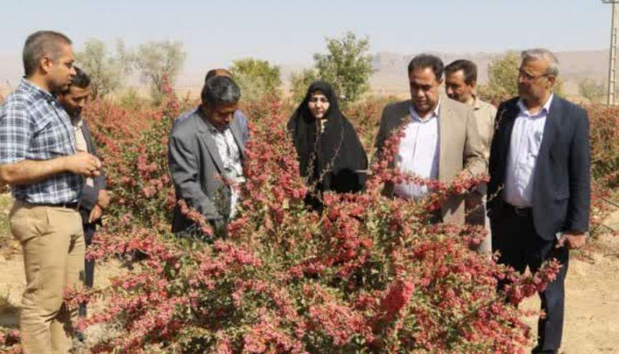 کشت ۲۲ هکتار زرشک مقاوم به کم‌آبی در زرند | اخبار استان کرمان