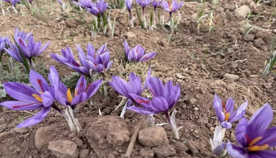 ۱۶۸ هکتار زیر کشت زعفران در شهربابک | اخبار استان کرمان