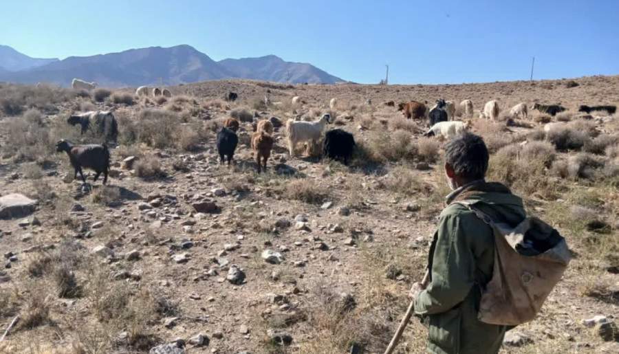 چرای غیرمجاز دام، تهدیدی مستقیم برای منطقه است | اخبار استان کرمان