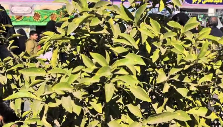 اجتماع پرشور و بزرگ خانوادگی فاطمیون در راور | اخبار استان کرمان