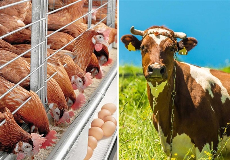 زمستان تولید با طعم ثبات در عرصه کشاورزی | اخبار استان کرمان