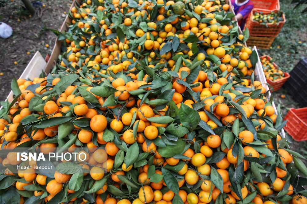 آغاز برداشت مرکبات در شهرستان بم/ پیش‌بینی برداشت ۱۶ هزار تن محصول | اخبار کرمان و شهرستان ها