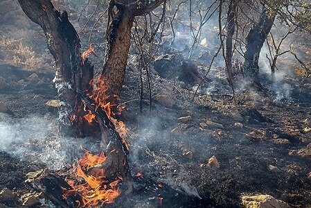 عملیات مهار آتش در منطقه نراب جیرفت رو به پایان‌ است | اخبار کرمان و شهرستان ها