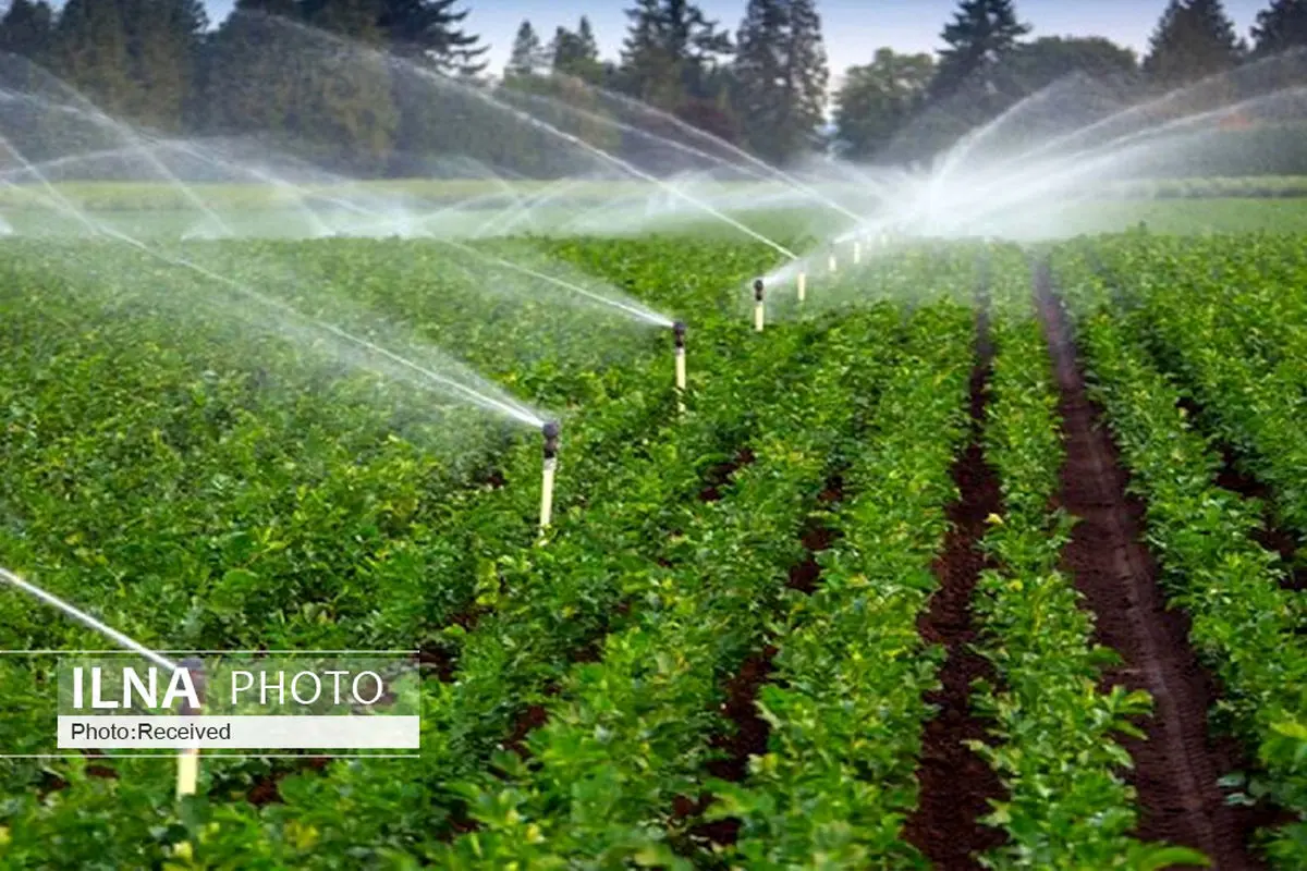 لزوم رعایت الگوی کشت برای پایداری تولید در جنوب کرمان