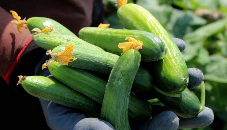  سایه نامیمون دلالان بر سر کشاورزان رودباری | اخبار استان کرمان